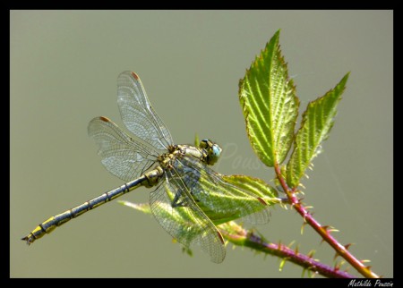 Gomphe gentil - Gomphus pulchellus